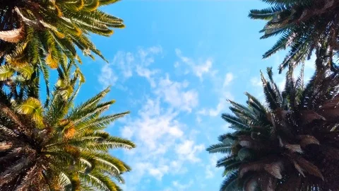 Underside view of palm trees with blue sky Stockbeeldmateriaal 122582549