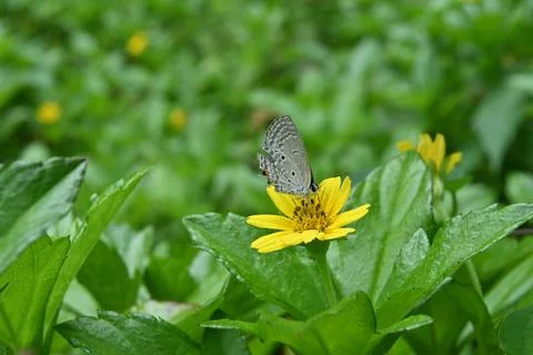 Underside view of a Plains Cupid butterfly collecting nectar on a flower Stock Photos