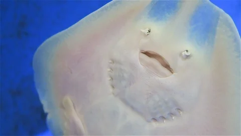Underside View of a Skate Fish Resting Underwater on the Side of a Glass Vídeos de archivo 94239889