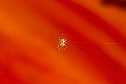 Underside view of spider on web with orange background. Stock-Fotos