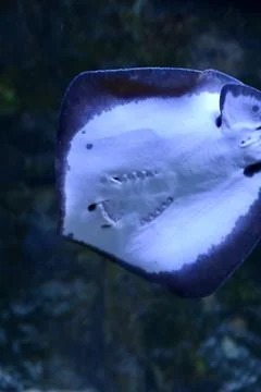 Underside view of Stingray swimming in deep blue ocean water 스톡 사진