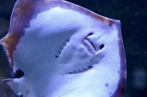 Underside view of Stingray swimming in deep blue ocean water Stock-Fotos