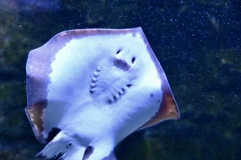 Underside view of Stingray swimming in deep blue ocean water 写真素材
