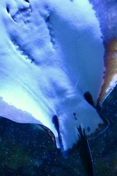Underside view of Stingray swimming in deep blue ocean water Stock-Fotos