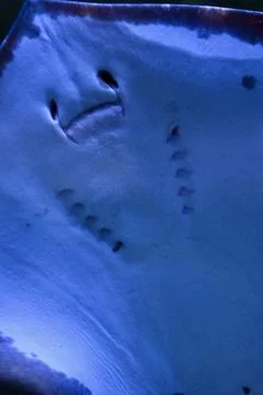 Underside view of Stingray swimming in deep blue ocean water Stock-Fotos