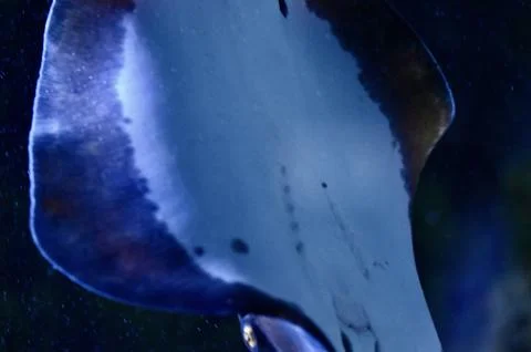 Underside view of Stingray swimming in deep blue ocean water Stock-Fotos