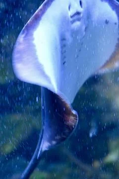 Underside view of Stingray swimming in deep blue ocean water Stock Photos