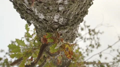Underside view of tree rotating Video stock 143439101
