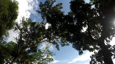 Underside view of Trees and vegetation o... | Stock Video | Pond5