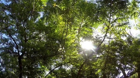 Underside view of Trees and vegetation o... | Stock Video | Pond5