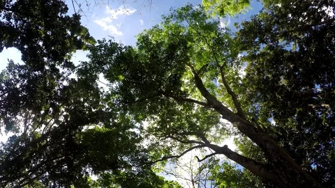 Underside view of Trees and vegetation o... | Stock Video | Pond5