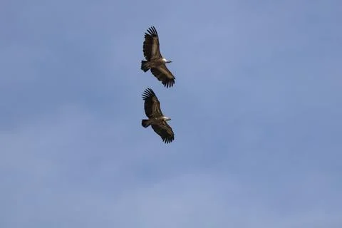 Underside View of Two Griffon Vultures Flying in Vertical Formation Фото