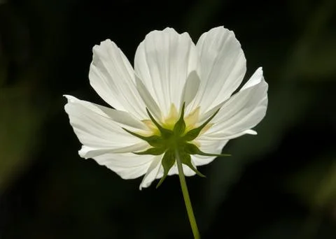 Underside of white Cosmos flower, backlit by sun. Stock Photos