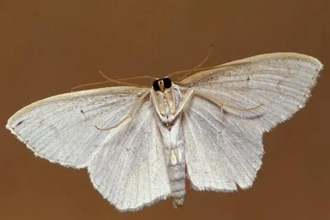 Underside of a white moth Fotos Stock
