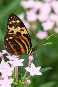 Underside wings view of Harmonia tiger poison butterfly Stock Photos