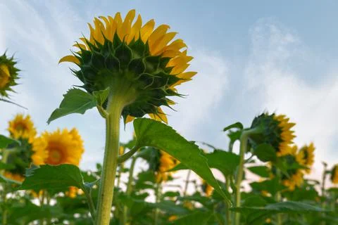 Undersides of Sunflowers in Field Foto stock