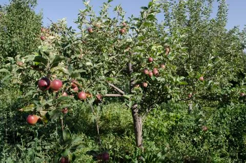 Undersized apple tree 写真素材