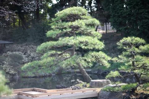 Undersized branching pines on the shore of a small pond with wooden walkways  写真素材