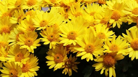 Undersized chrysanthemums. Autumn flowers Stock Footage 220186158