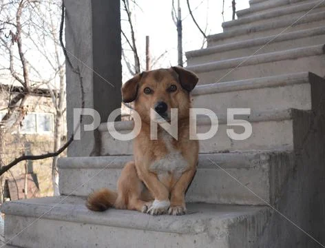 Undersized mischievous red dog Stock Photos