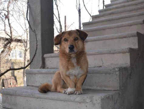 Undersized mischievous red dog 写真素材