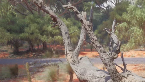 Understanding the Beauty of a Weathered Tree in a Serene Australian Landscape Stock Footage 344891176