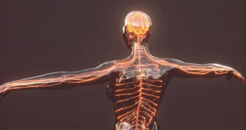 Understanding brain anatomy and its connection to the human nervous system 스톡 동영상 304506490