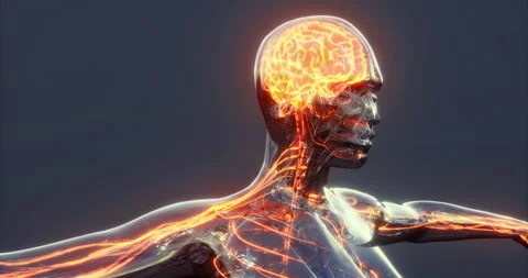 Understanding brain anatomy through a detailed three dimensional model Stock Footage 304523502