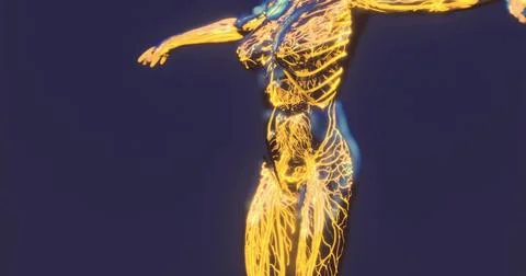 Understanding the complex anatomy of blood vessels in the human body Stock Illustration