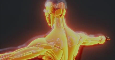 Understanding the complex anatomy of human body muscles in 3D representation 스톡 일러스트
