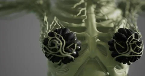 Understanding the complex anatomy of human mammary glands in detail Stock Illustration