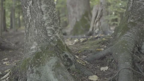 Understanding the Growth Process: How a Tree Takes Root in the Ground Stock-Footage 258355639