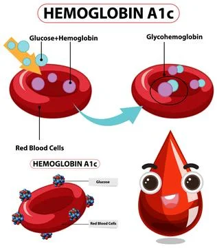 Understanding Hemoglobin A1c in Blood Stock Illustration
