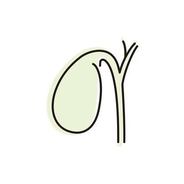Understanding the human gallbladder and its role in digestion at any time of day Stock Illustration
