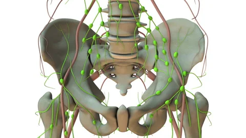Understanding the Human Lymphatic Network Stock Footage 255166406