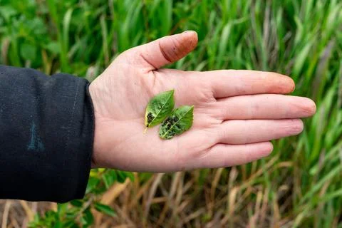 Understanding leaf damage during field research in nature Stock Photos