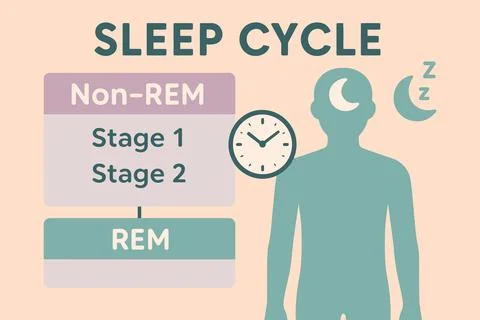Understanding the stages of the human sleep cycle explained visually Stock Illustration