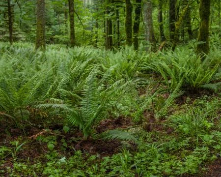 Understory  Foto stock