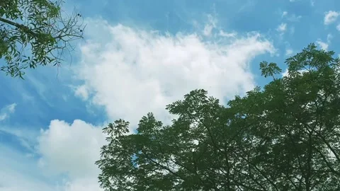 Underview tree blue sky Stock Footage 132095399