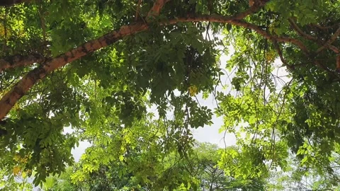 Underview tree Stock Footage 132101441