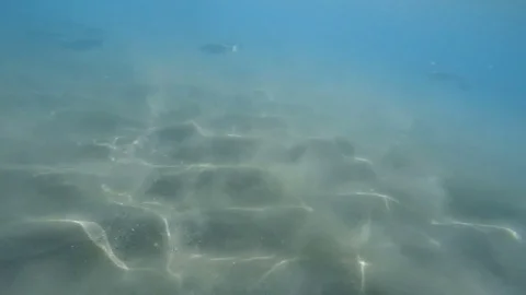 Underwate slow-motion view of fish in Alboran Sea 库存影片 74277749