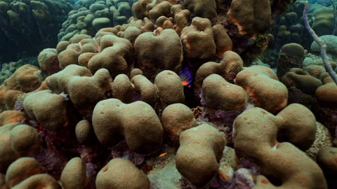 Underwater 002 Stock Footage 340040466