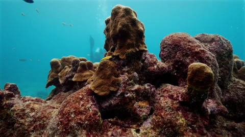 Underwater 006 Stock Footage 340040522