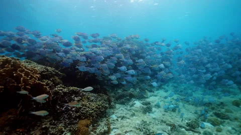 Underwater 007 Stock Footage 340040529