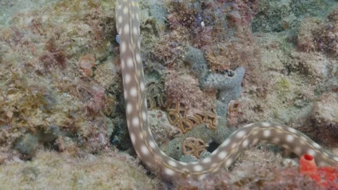 Underwater 4k eel Swimming Stock Footage 247510417