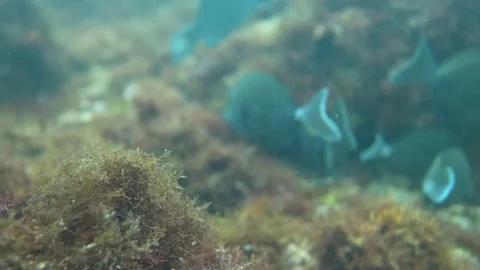 Underwater 4K Stock Footage 158779794