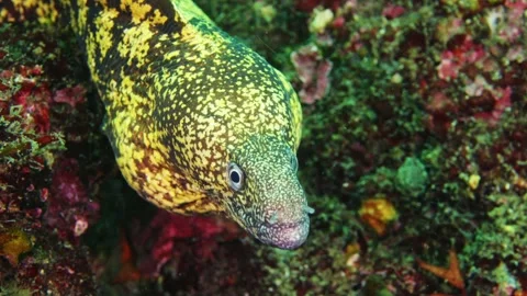 Underwater 4K - Moray eel (Gymnothorax kidako) at Eboshi Rock 271 Stock Footage 337052814