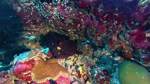 Underwater 4K octopus in the Maldives Stock Footage 346573957