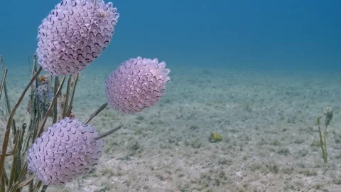 Underwater 4k Plants Stock Footage 247510398