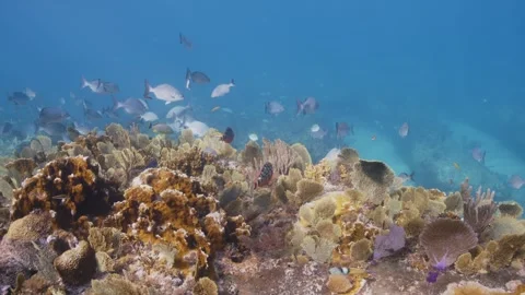 Underwater 4K Reef Stock Footage 247510414